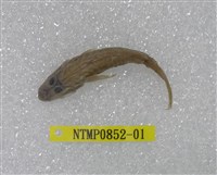 藏品(極樂鰕虎)的圖片